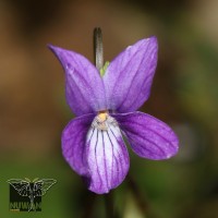 <i>Viola betonicifolia</i>  Sm.